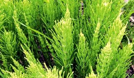 comestibile regiunea