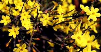 жасмин jasminum