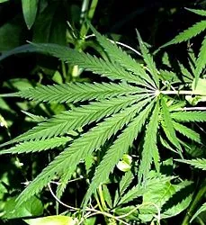 marijuanei termen