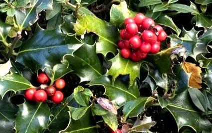 ilex ilex
