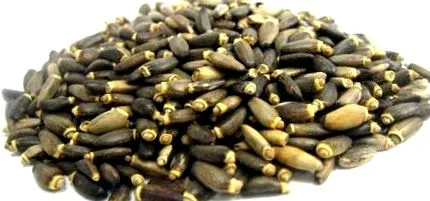 producători producători