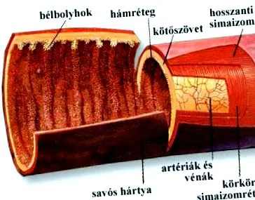 симптоми тонкої кишки