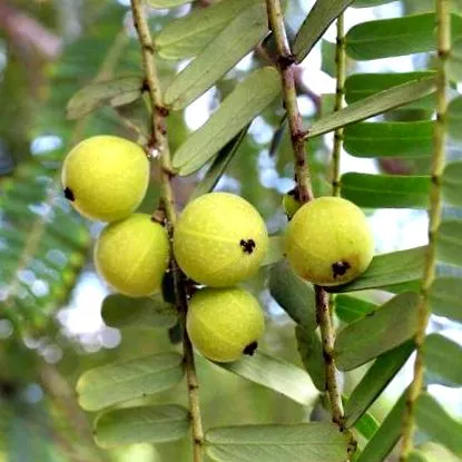 amalaki