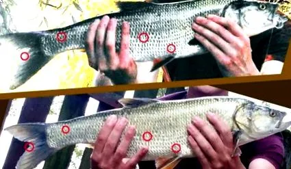 знати myfish