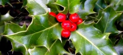 holly care