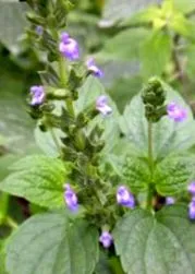 salvia ацтекски