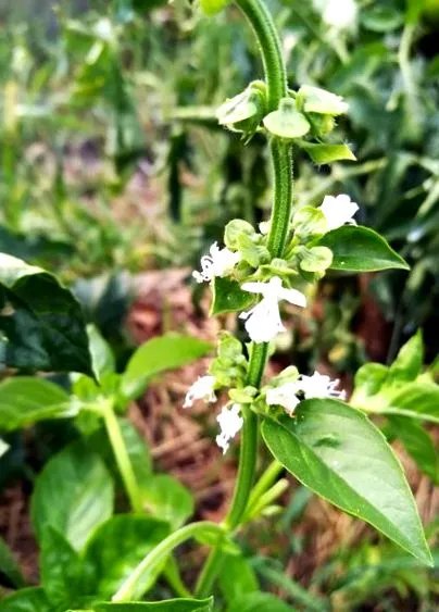 basilicum ocimum