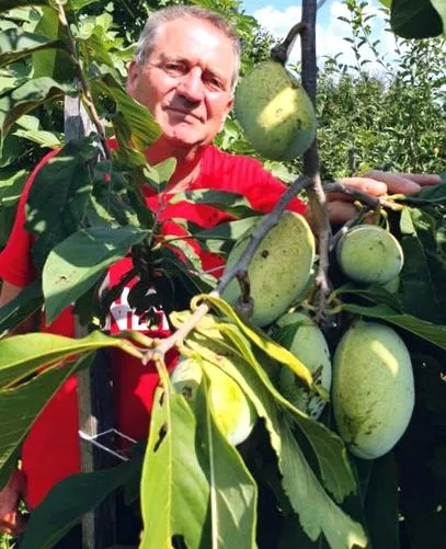 lămâi iarnă