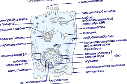 кухината