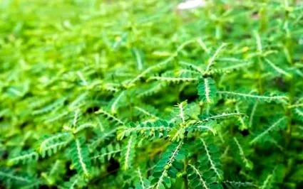beslimmer phyllanthus