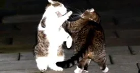 котешки спин