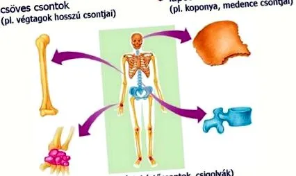 система гръбначен мозък