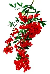 блато миризма