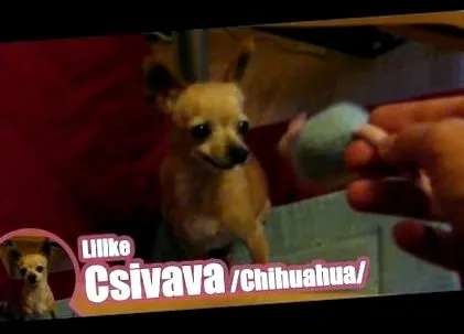 чихуахуа чихуахуа