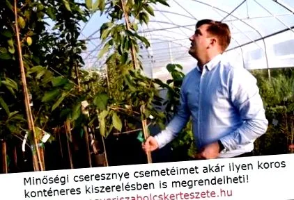 моето череши