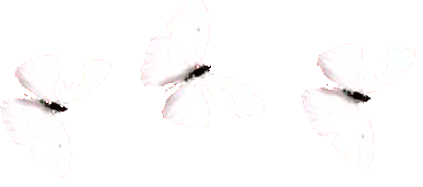 butterfly salon