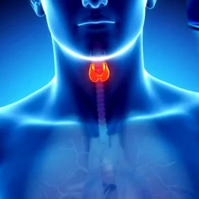 endocrinologie endocrinologie