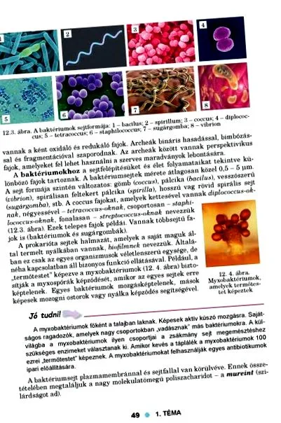 infecția infecția