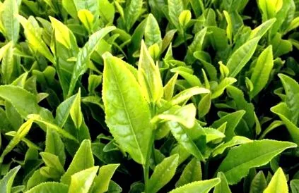 detoxifierea înțelepciune