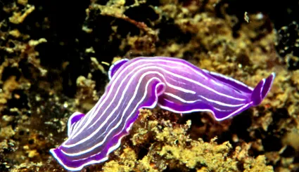 filum platyhelminthes