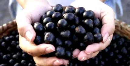 acai помощта