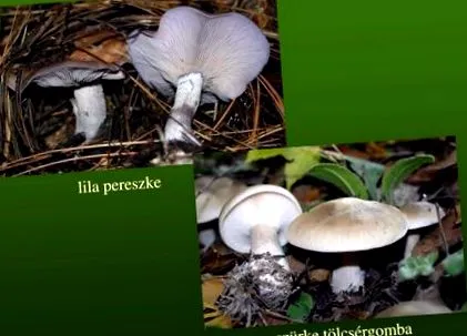 лекарство лекарство