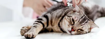 behandling katt