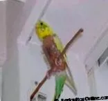 болести