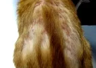 котката