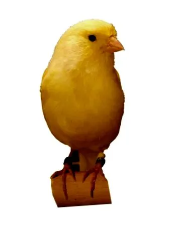 kanárik