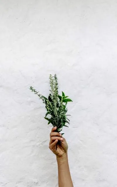 spirulina