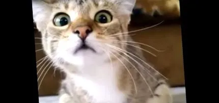 котенце