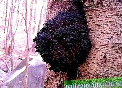 inonotus inonotus