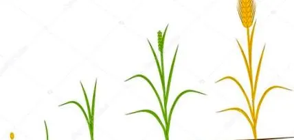 helminthosporium цикл