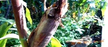 jagung