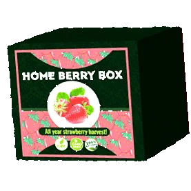 strawberry strawberry