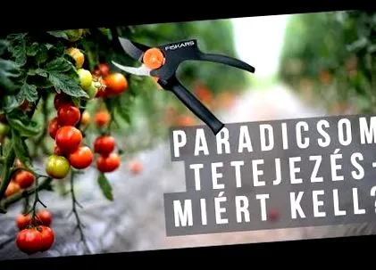 roșiilor tratamentul