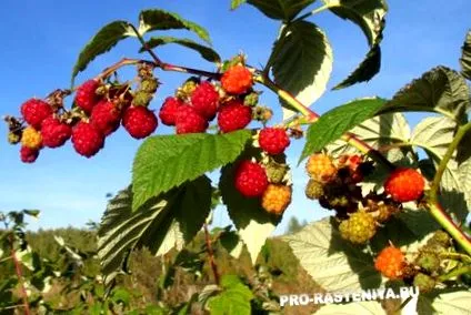 оглядами глистів