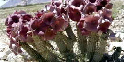 hoodia hoodia