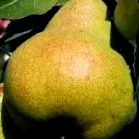 улюблений сорти