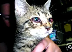 котките котките