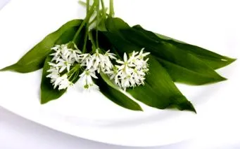 allium магазин