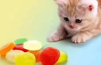 котки диабет котешки