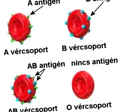 dietei cordain