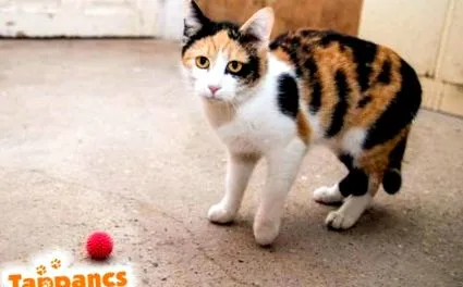 приключения котешки