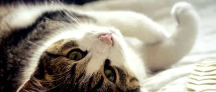 котешки котешки