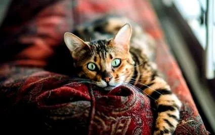 коте трябва