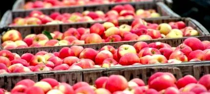 изчерпвайте fruitveb