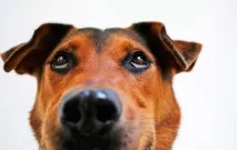 4 цікаві факти про собак для дітей та дорослих собак