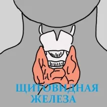щитовидната жлеза